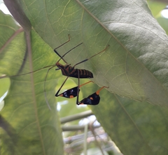Diactor bilineatus