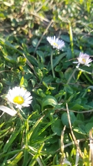 Bellis perennis