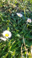 Bellis perennis