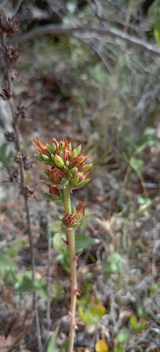 Image of Echeveria mucronata by (c) Humberto Gonzalez Salas, some rights reserved (CC BY)
