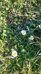 Bellis perennis