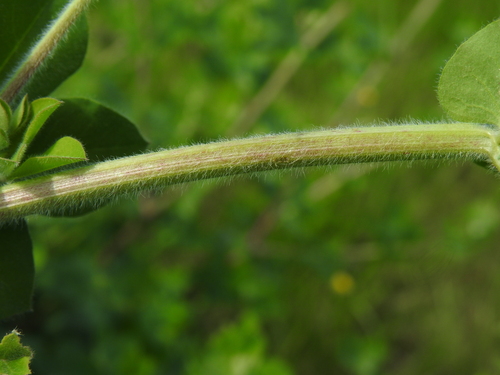 Image of Erect Canary Clover (Lotus rectus) by (c) Yves Bas, some rights reserved (CC BY)