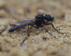 Bibio femoralis