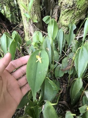 Pleurothallis apopsis