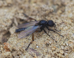 Bibio femoralis