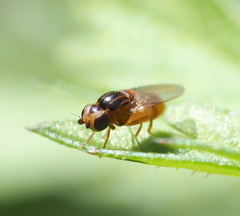 Thaumatomyia notata