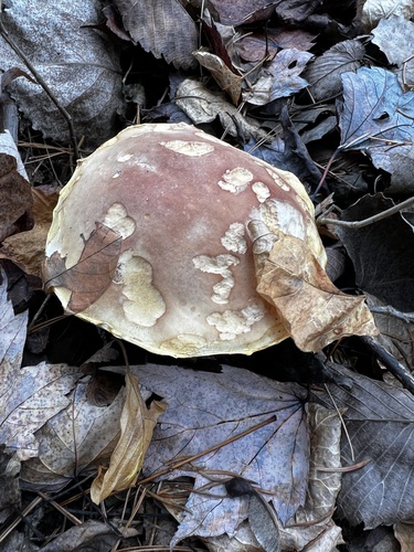 Boletus edulis (Photo 2 of 4)