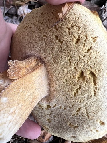 Boletus edulis
