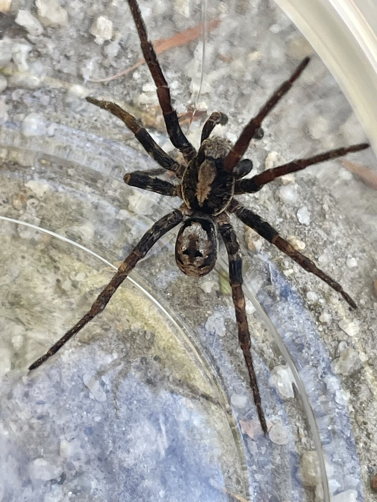 Wolf Spiders And Allies From Boundary Tk E, Frankston South, Vic, Au On 