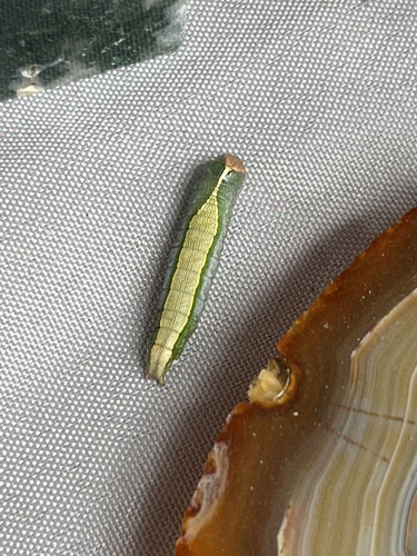 Heterocampa astarte