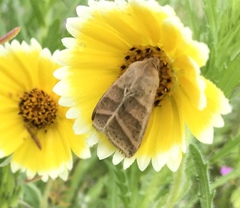 Heliothis