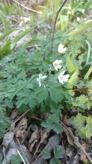 Isopyrum thalictroides