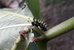 Colobura dirce