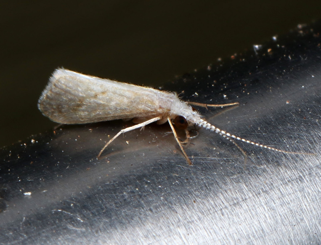 One Winged Insect Winged and Once-winged Insects in October 2023 by juliegraham173 ...