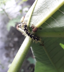 Colobura dirce