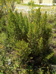 Baccharis papillosa