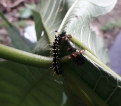 Colobura dirce