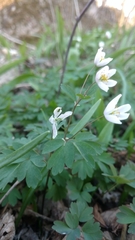 Isopyrum thalictroides