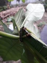 Colobura dirce