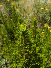 Baccharis papillosa
