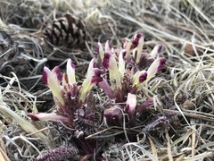 Pedicularis centranthera
