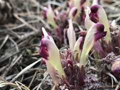 Pedicularis centranthera