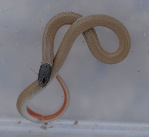 Plains Black-headed Snake