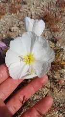 Oenothera deltoides