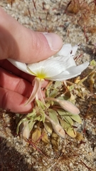 Oenothera deltoides