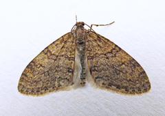 Trichopteryx carpinata