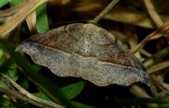 Sarisa muriferata