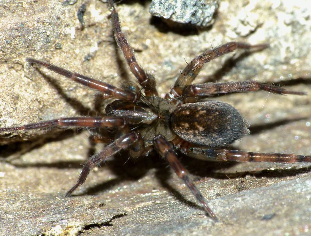 Orepukia poppelwelli from Outram Glen - Taieri River on April 10, 2016 ...