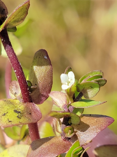 Tropical waterhyssop (Bacopa innominata)