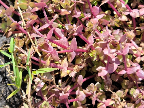 Image of Bacopa innominata by (c) Jay Horn, some rights reserved (CC BY)
