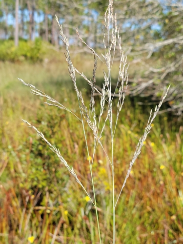 Image of Eragrostis atrovirens by (c) Jay Horn, some rights reserved (CC BY)