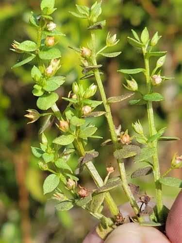 Florida pimpernel (Lysimachia ovalis)