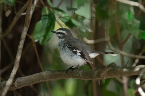 White-browed Robin (Poecilodryas superciliosa), photo 3