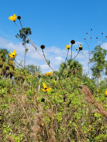 Image of Helianthus agrestis by (c) Jay Horn, some rights reserved (CC BY)