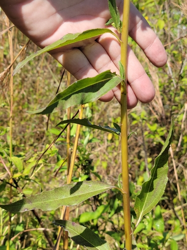 Image of Helianthus agrestis by (c) Jay Horn, some rights reserved (CC BY)
