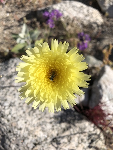 iNaturalist observation photo of desert dandelion
