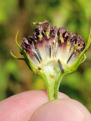Image of Helianthus agrestis by (c) Jay Horn, some rights reserved (CC BY)