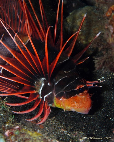 Photo of Clearfin lionfish (Pterois radiata)