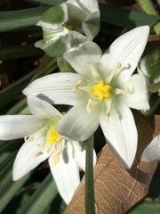 Ornithogalum umbellatum
