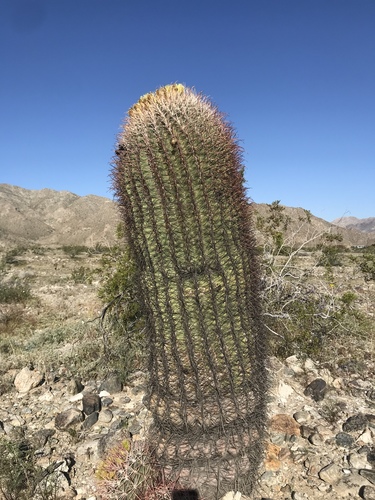iNaturalist observation photo of California Barrel Cactus