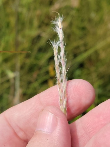 Image of Anatherum cabanisii by (c) Jay Horn, some rights reserved (CC BY)