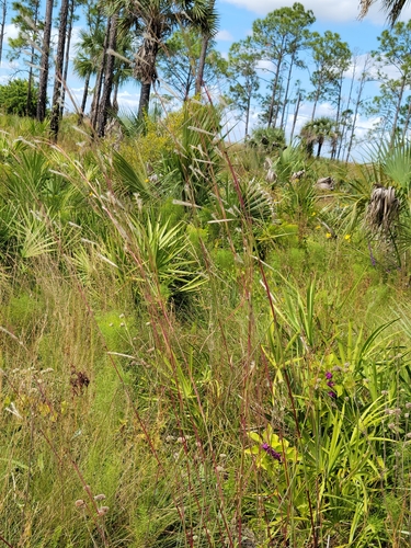 Image of Anatherum cabanisii by (c) Jay Horn, some rights reserved (CC BY)