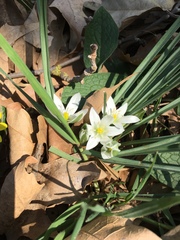 Ornithogalum umbellatum