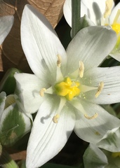 Ornithogalum umbellatum