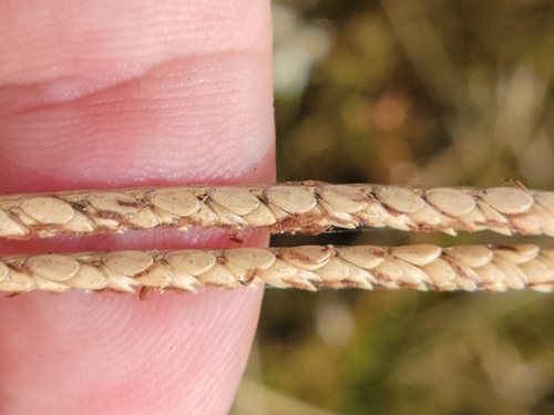 Image of Paspalum monostachyum by (c) Jay Horn, some rights reserved (CC BY)