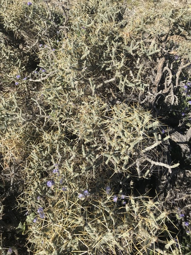 iNaturalist observation photo of Branched Pencil Cholla